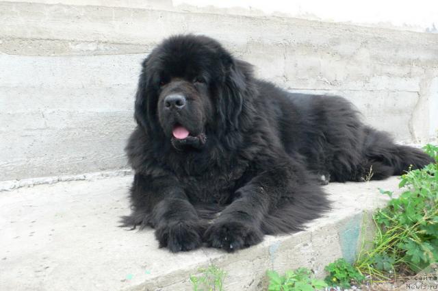 Фото: ньюфаундленд Супер Премиум Амелия Экшен