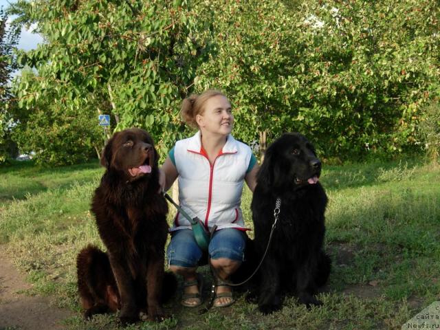 Фото: ньюфаундленд Конфуций, Диана Ларина, ньюфаундленд Лесная Сказка Раскрасавица