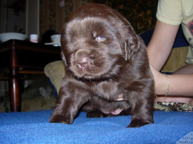 Фото: ньюфаундленд Звездная Тоскана Лесная Раскрасавица