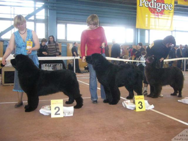 Фото: ньюфаундленд Акватория Келвин Героиня Романа (Aquatoriya Kelvin Geroinya Romana), ньюфаундленд Акватория Келвин Голубая Лагуна