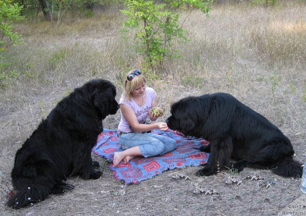 Фото: ньюфаундленд Бренда Кара Дениз, ньюфаундленд Влас (Vlas), Ольга Панкова