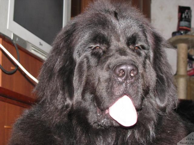 Фото: ньюфаундленд Грация Ночи