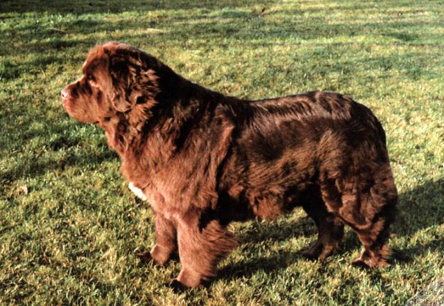 Фото: ньюфаундленд Egebaeks Irresistible Ida