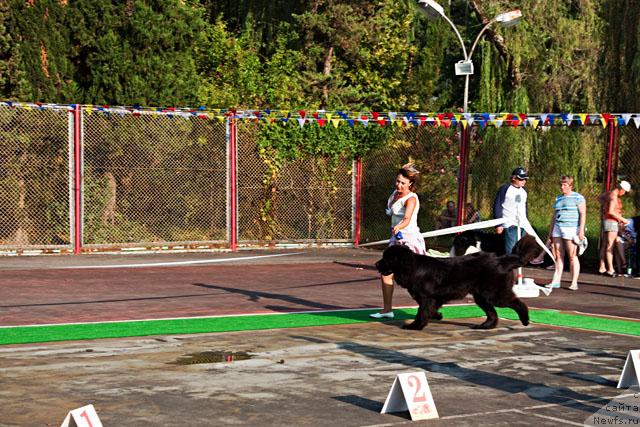 Фото: ньюфаундленд Потап Фидель