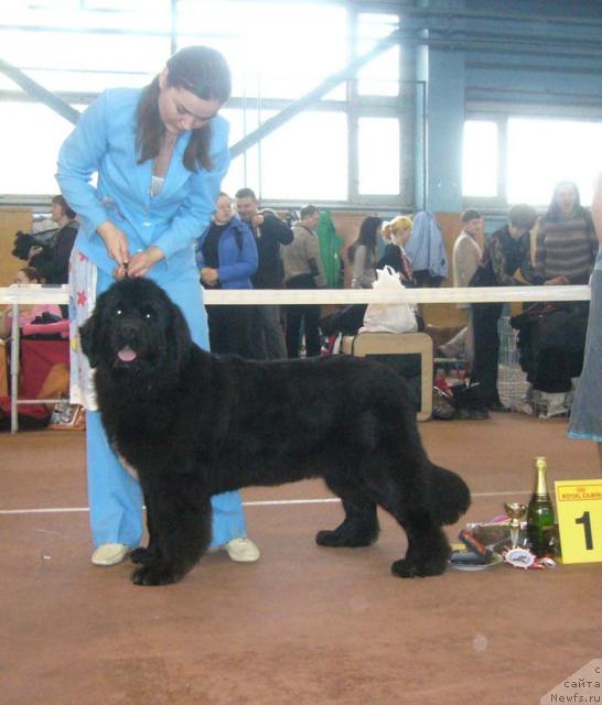 Фото: ньюфаундленд Супер Бизон Анталия