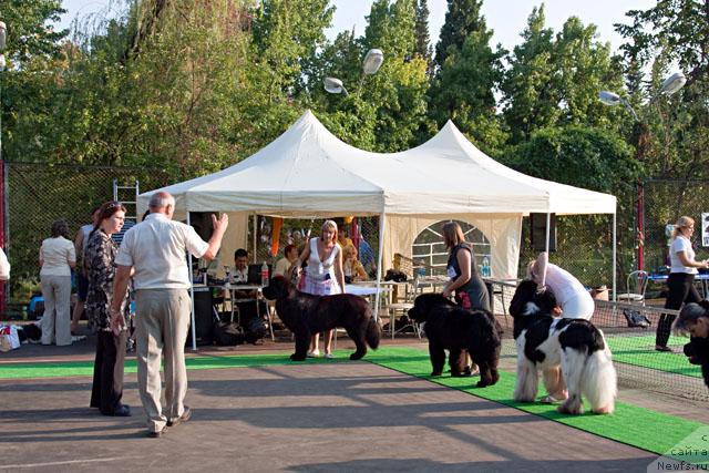 Фото: ньюфаундленд Потап Фидель, Джеймс и Айсберг