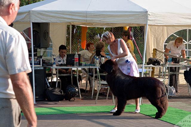 Фото: ньюфаундленд Потап Фидель