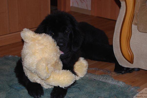 Фото: ньюфаундленд Формула Любви от Сибирского Медведя