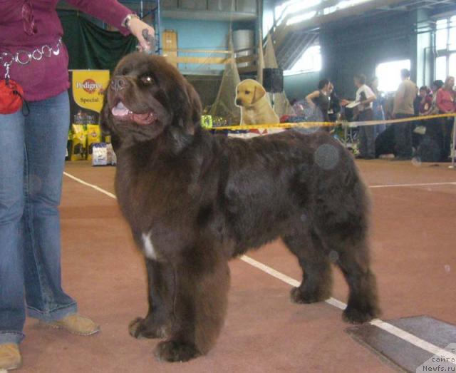 Фото: ньюфаундленд Обуш Шед Юдашкин Стиль (Obush Shed Yudashkin Stil)