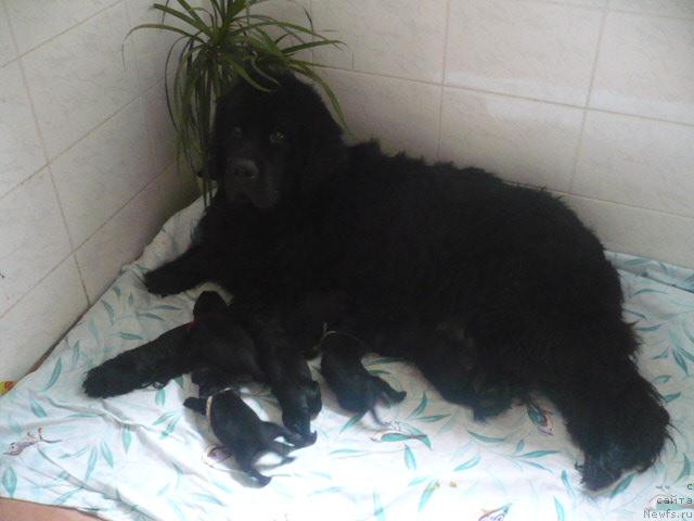 Фото: ньюфаундленд Ундина Белл-Айл от Цацибы (Undina Bell-Ail ot Tsatsyby)