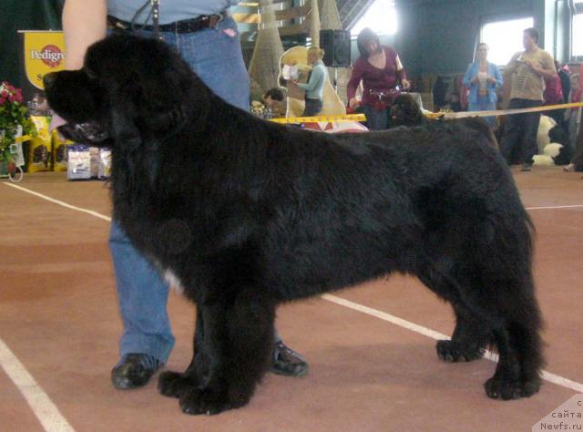 Фото: ньюфаундленд Супер Бизон Армани (Super Bizon Armani)