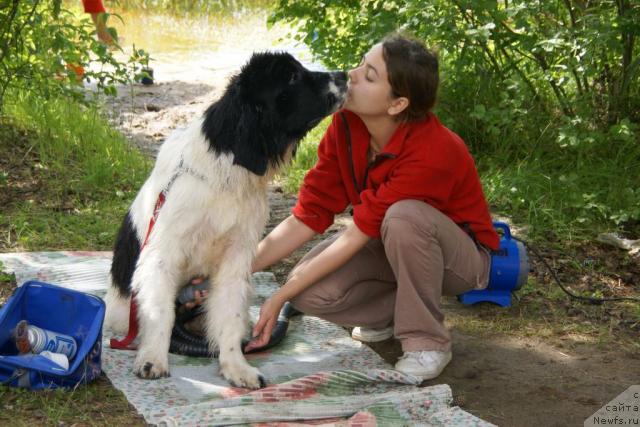 Фото: Катеринка Классен, ньюфаундленд Лорд Люксембург Аюлар из Тихого Омута (Lord Luxemburg Ayular iz Tihogo Omuta)
