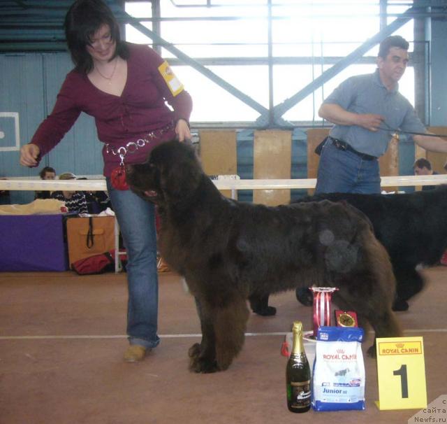 Фото: ньюфаундленд Обуш Шед Юдашкин Стиль (Obush Shed Yudashkin Stil)