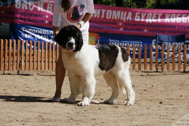 Фото: ньюфаундленд Лорд Люксембург Аюлар из Тихого Омута (Lord Luxemburg Ayular iz Tihogo Omuta), Катеринка Классен