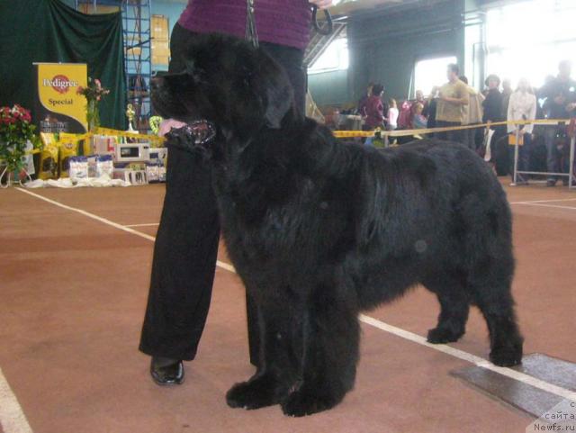 Фото: ньюфаундленд Черномор из Медвежьего Яра (Chernomor  iz Medvejyego Yara)