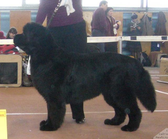 Фото: ньюфаундленд Черномор из Медвежьего Яра (Chernomor  iz Medvejyego Yara)