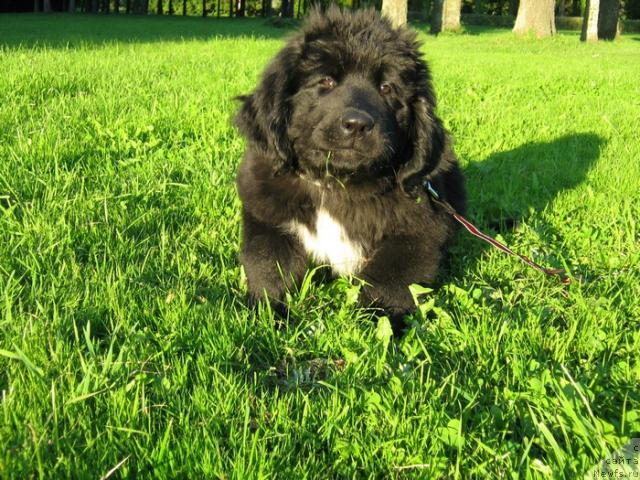 Фото: ньюфаундленд Питерньюф Пепси Кола (Piternyuf Pepsi Cola)