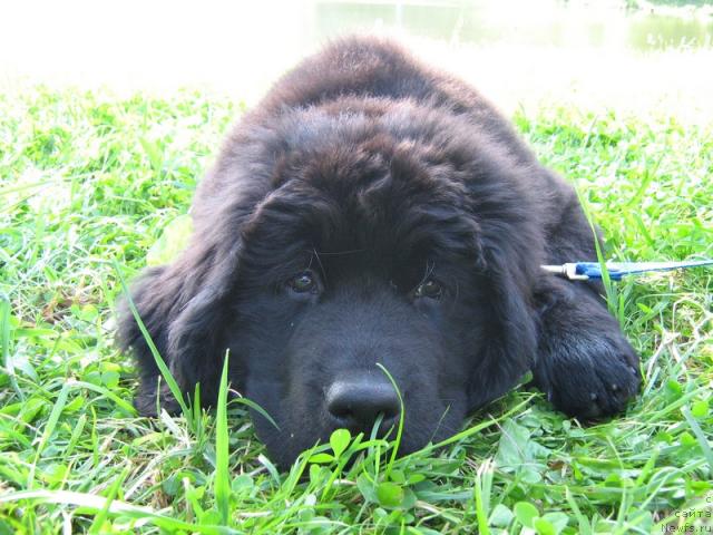 Фото: ньюфаундленд Питерньюф Пепси Кола (Piternyuf Pepsi Cola)