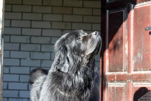 Фото: ньюфаундленд Айрам Пэйв Блэк (Airam Payv Black)