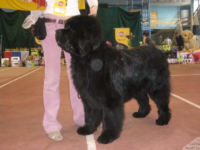 Фото: ньюфаундленд Рудольф Грант Персон Английский Лорд