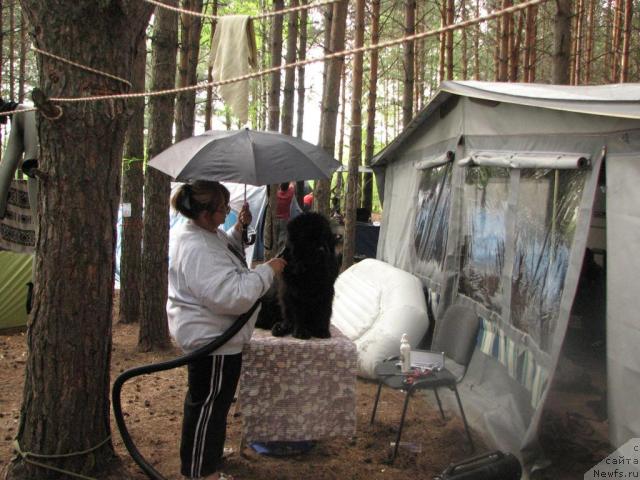 Фото: Марина Турапина, ньюфаундленд Рокот Волны Варга Кара Аюлар (Rokot Volny Varga Kara Ayular)