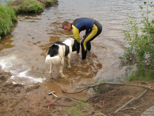 Фото: ньюфаундленд Лорд Люксембург Аюлар из Тихого Омута (Lord Luxemburg Ayular iz Tihogo Omuta), саша Файзуллин