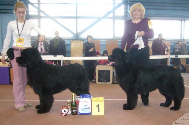Фото: ньюфаундленд Рудольф Грант Персон Английский Лорд, ньюфаундленд Черномор из Медвежьего Яра (Chernomor  iz Medvejyego Yara)
