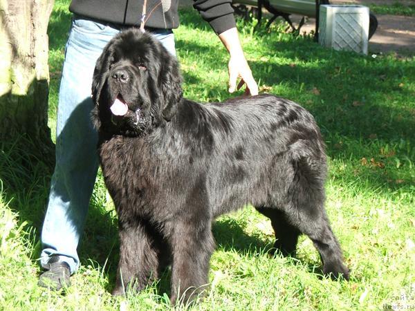 Фото: ньюфаундленд Плюшевая Панда Кинг Оф Хеллуланд (Plushevaya Panda King of Helluland)