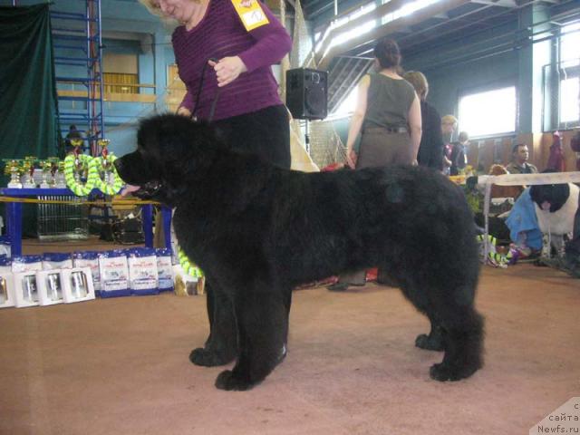 Фото: ньюфаундленд Ньюмаст Самсон (Nijumast Samson)