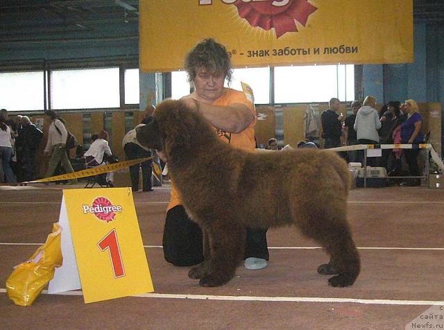 Фото: ньюфаундленд Адель Шоколадная Леди, Ирина Панюшкина