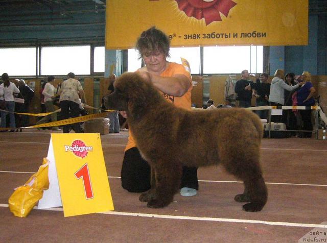 Фото: ньюфаундленд Адель Шоколадная Леди, Ирина Панюшкина