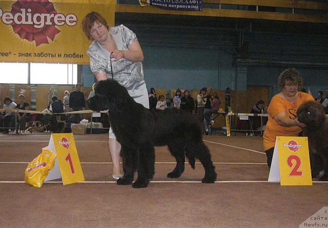 Фото: ньюфаундленд Акватория Келвин Импрессарио