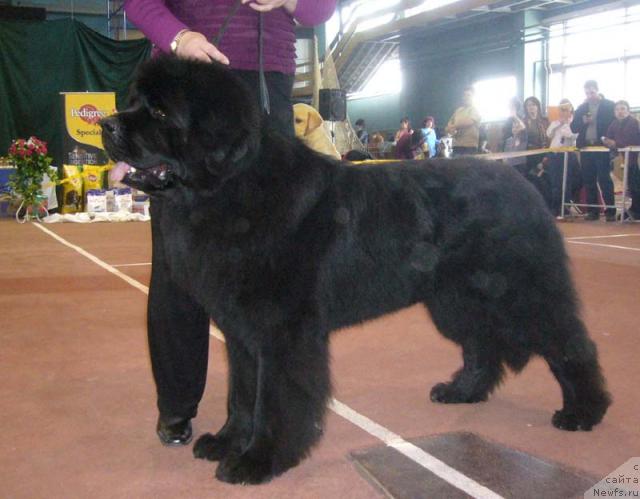 Фото: ньюфаундленд Ньюмаст Самсон (Nijumast Samson)