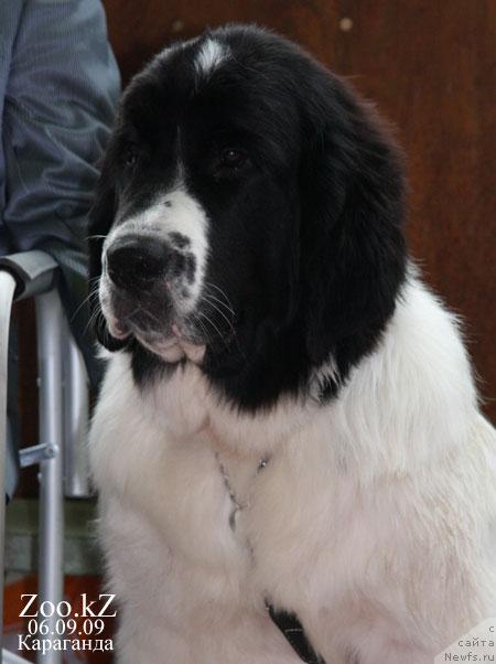 Фото: ньюфаундленд Лорд Люксембург Аюлар из Тихого Омута (Lord Luxemburg Ayular iz Tihogo Omuta)