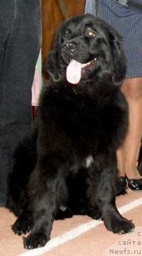 Фото: ньюфаундленд Лондонский Денди