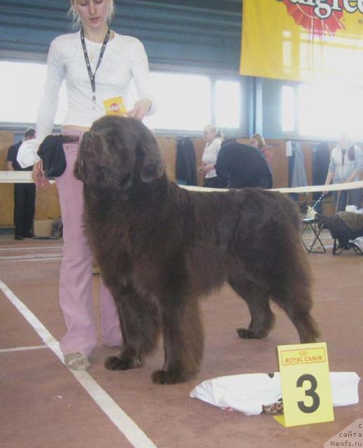 Фото: ньюфаундленд Оскар Шоколадный Мишка (Oscar Chocoladny Mishka)