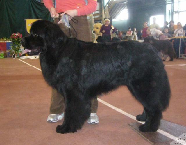 Фото: ньюфаундленд Маг Исполин Жгучий Брюнет