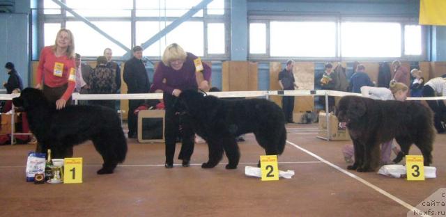 Фото: ньюфаундленд Ньюмаст Самсон (Nijumast Samson), ньюфаундленд Оскар Шоколадный Мишка (Oscar Chocoladny Mishka), ньюфаундленд Маг Исполин Жгучий Брюнет