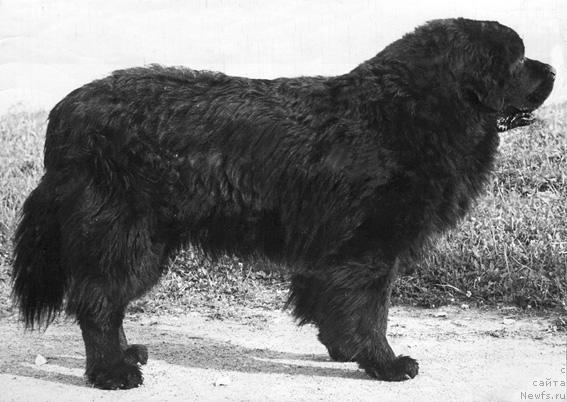 Фото: ньюфаундленд Gin von der Hudson Bay (Джин фон дер Гудзон Бей)