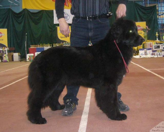 Фото: ньюфаундленд Шаганэтта