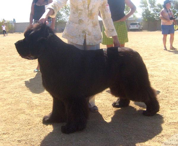 Фото: ньюфаундленд Cayuga Mescalero