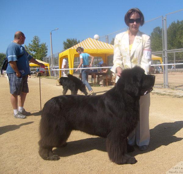 Фото: ньюфаундленд Cayuga Mescalero