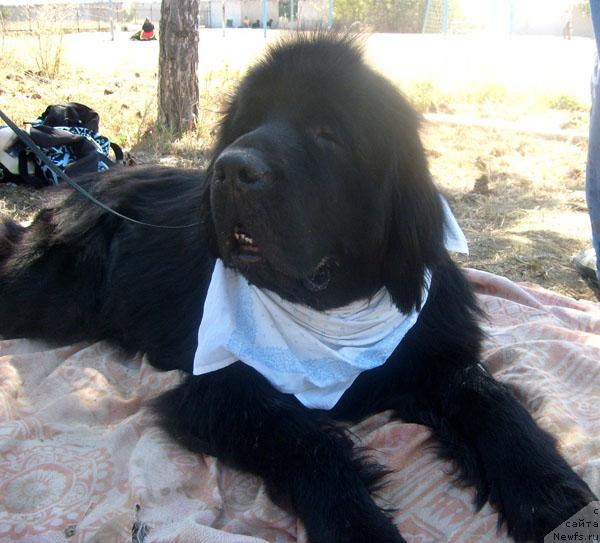 Фото: ньюфаундленд Бегущая по Волнам Вип (Beguschaya po Volnam VIP)