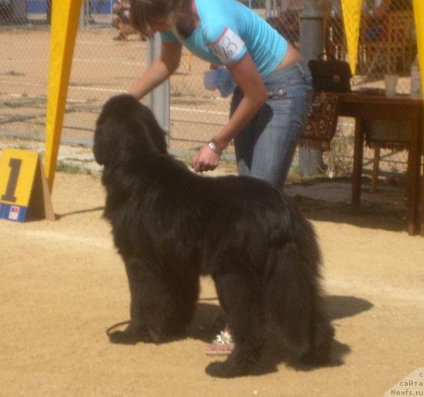 Фото: ньюфаундленд Бегущая по Волнам Вип (Beguschaya po Volnam VIP)