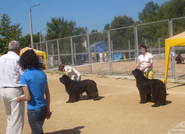 Фото: ньюфаундленд Cayuga Mescalero, ньюфаундленд Сент Джонс Жозефина (Sent Djons Zhozefina)