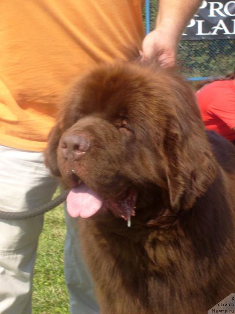 Фото: ньюфаундленд Grizzly Bear