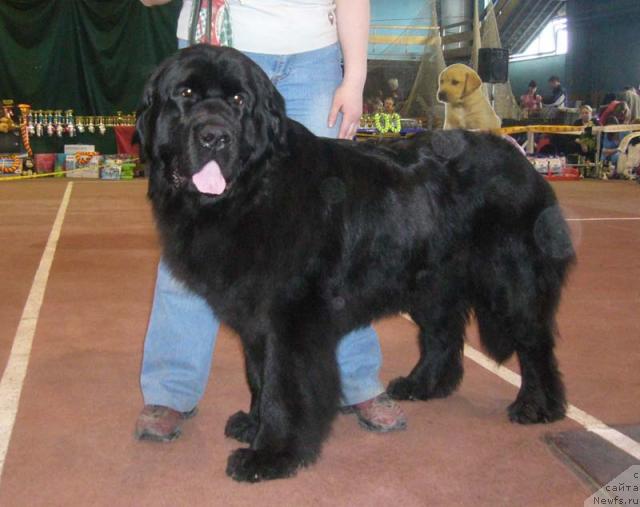 Фото: ньюфаундленд Маг Исполин Ежевика