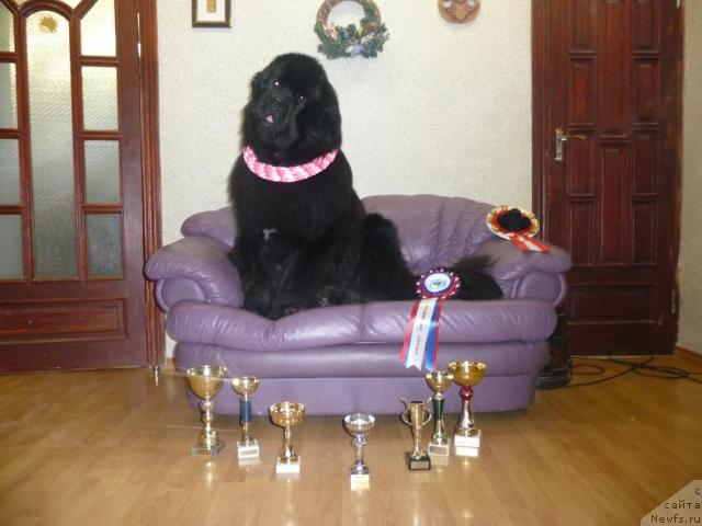 Фото: ньюфаундленд О Блек Диамонд Литтл Беар (O Black Diamond Little Bear)