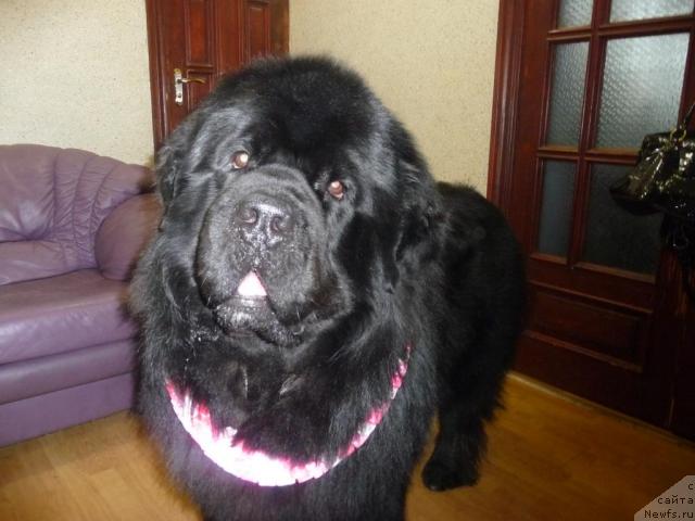 Фото: ньюфаундленд О Блек Диамонд Литтл Беар (O Black Diamond Little Bear)