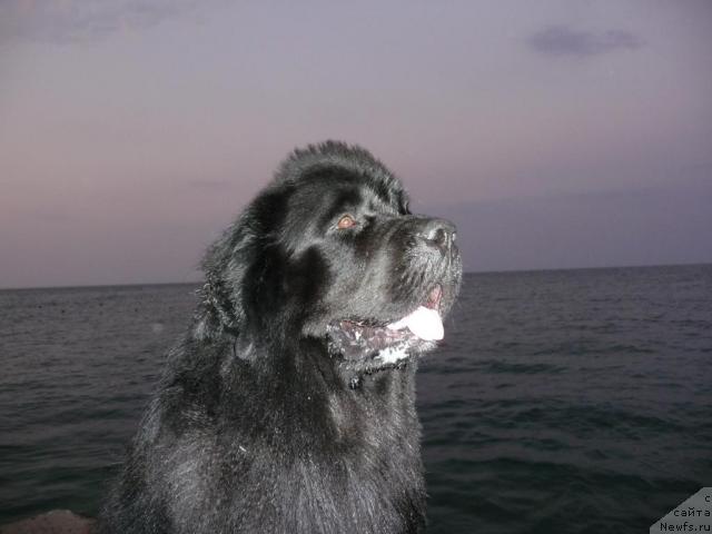 Фото: ньюфаундленд О Блек Диамонд Литтл Беар (O Black Diamond Little Bear)